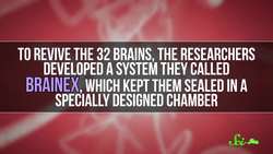 What That Pig Brain Study Really Tells Us Instructional Video