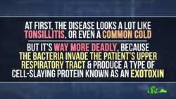 When Sled Dogs Saved an Alaskan Town Instructional Video