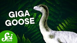 These Are The Coolest Fossils From 2024 Instructional Video