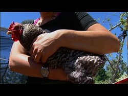 Raising Backyard Chickens - Picking Chickens Up Instructional Video