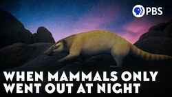 When Mammals Only Went Out At Night Instructional Video