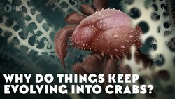 Why Do Things Keep Evolving Into Crabs? Instructional Video