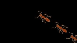 TED-Ed: Sex determination: More complicated than you thought - Aaron Reedy Instructional Video