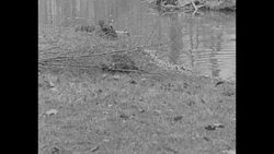 Beavers building beaver dam and lodge somewhere in US News Clip