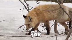 Wild Animal Sounds - Learn Animal Sounds for Kids Instructional Video