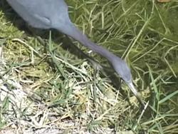 What Do Living Things Need?: Food Instructional Video