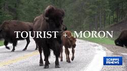 Wildlife 'tourons' put themselves and animals in danger News Clip