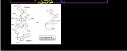 Corrin/B12 Biochemistry: Methylmalonyl-S-CoA Mutase Mechanism Instructional Video