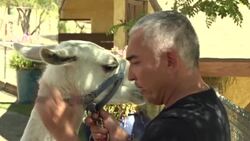 CLEAN : TV star Cesar Millan rehabilitates dogs and humans in his Dog Psychology Center News Clip