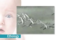 Bowlby: Attachment and Maternal Deprivation Instructional Video