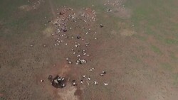 VOICED : Kenya herders battle drought, then floods News Clip