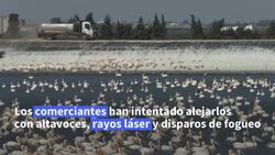 CLEAN : Un festin gratuito para pelicanos migratorios en Israel News Clip