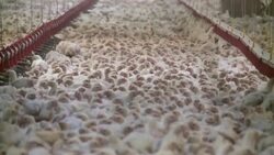 VOICED : The prolific rise of Polish chicken News Clip