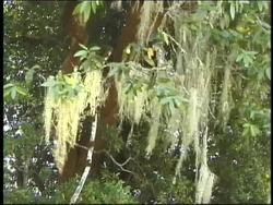 Roles in Ecosystems Instructional Video