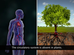 Means of Transport in Plants Instructional Video