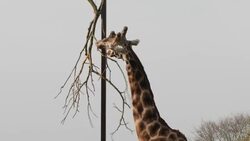 Giraffes at Cotswold Animal Park News Clip