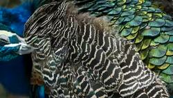 Elegant wild exotic bird with colorful artistic feathers. Close up of peacock textured plumage. Flying Indian green peafowl (Pavo cristatus) in real nature, vibrant pattern of luminous tail and wings. Stock Footage