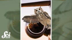 Now, we can be as quiet as owls #shorts #science #SciShow Instructional Video