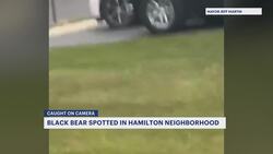 Black bear spotted in Hamilton neighborhood News Clip