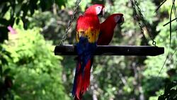 CLEAN : Honduran NGO works to repopulate scarlet macaw in Central America News Clip