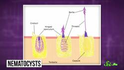 How Upside-Down Jellies Sting You Without Touching You Instructional Video