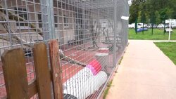 CLEAN : Covid-19: French animal shelters struggle with influx of abandoned pets News Clip