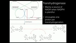 Nicotinamide Nucleotide Transhydrogenase Instructional Video