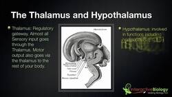 028 The Thalamus and Hypothalamus Instructional Video