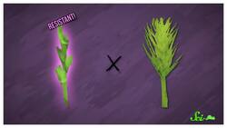 This Plant Genetically Engineered Itself (So We Don't Have To) Instructional Video