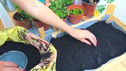 Girl taking care of home grown plants / spices. Stock Footage