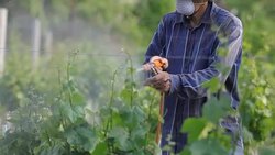Man with hat or vintner spraying pesticides on vineyard Stock Footage