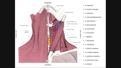 PRACTICE! | Identifying Anterior Neck Muscles Instructional Video