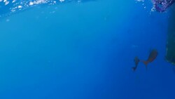 Sea fish and shark swimming swimming under boat, Galapagos Stock Footage