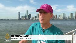 US oyster project: Attempts to revive New York's oyster population News Clip