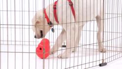 How to Play with Your Puppy Instructional Video