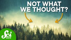 How Trees Control the Weather Instructional Video