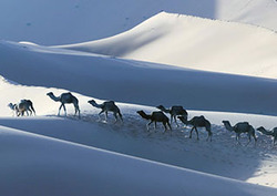 Factpack: Amazing Migrations Instructional Video