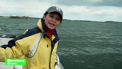 Kelp Farming Is Maine's New Cash Crop News Clip