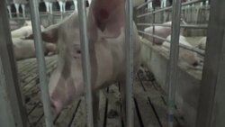 CLEAN : Pig farmers pessimistic as China tries to talk down swine fever News Clip