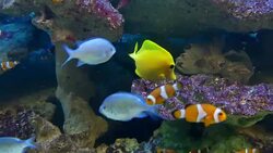 Exotic fishes in Aquarium Stock Footage