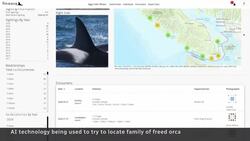 Researchers use AI tool to try and locate family of freed orca News Clip