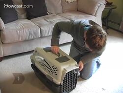 How to Keep Cats Safe in a Car Instructional Video