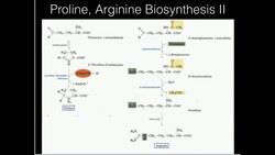Proline, Arginine Biosynthesis Instructional Video