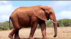 What's Your Favorite Animal Instructional Video