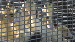 CLEAN : French duck breeder desperate for vaccination against bird flu News Clip