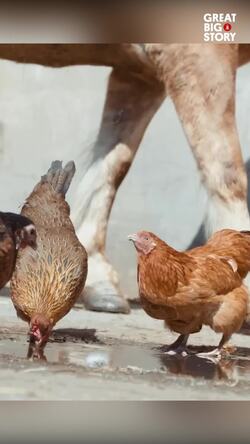 Arabbers, Baltimore's horse-drawn vendors sustain a historic tradition Instructional Video