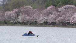 Determined DC tourists gaze at cherry blossoms Instructional Video