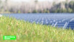 Saving the Planet by Planting More Trees News Clip