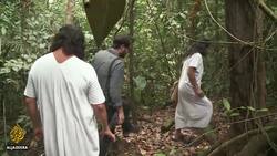 More than 90 percent of Mexico's Lacandon jungle deforested News Clip