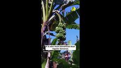 Discover The Magical Blue Bananas That Taste Like Ice Cream And Boost Your Health News Clip